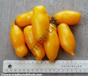 Sarı San Marzano Domates Fidesi 6 Adet