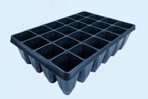 24 GÖZ FİDELİK DERİN (AĞAÇ FİDAN VİYOLÜ) 5 Adet