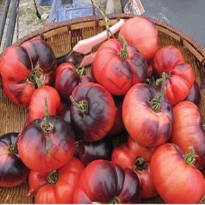 Karışık Renk İri Boy Domates Fidesi 12 Adet