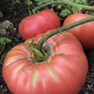 Karışık Renk İri Boy Domates Fidesi 12 Adet