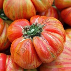 Karışık Renk İri Boy Domates Fidesi 12 Adet