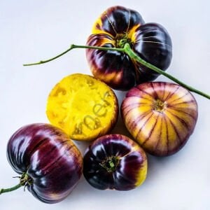 Karışık Renk İri Boy Domates Fidesi 12 Adet