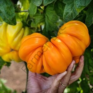 Karışık Renk İri Boy Domates Fidesi 12 Adet