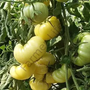 Beyaz Köy Domatesi Fidesi 6 Adet