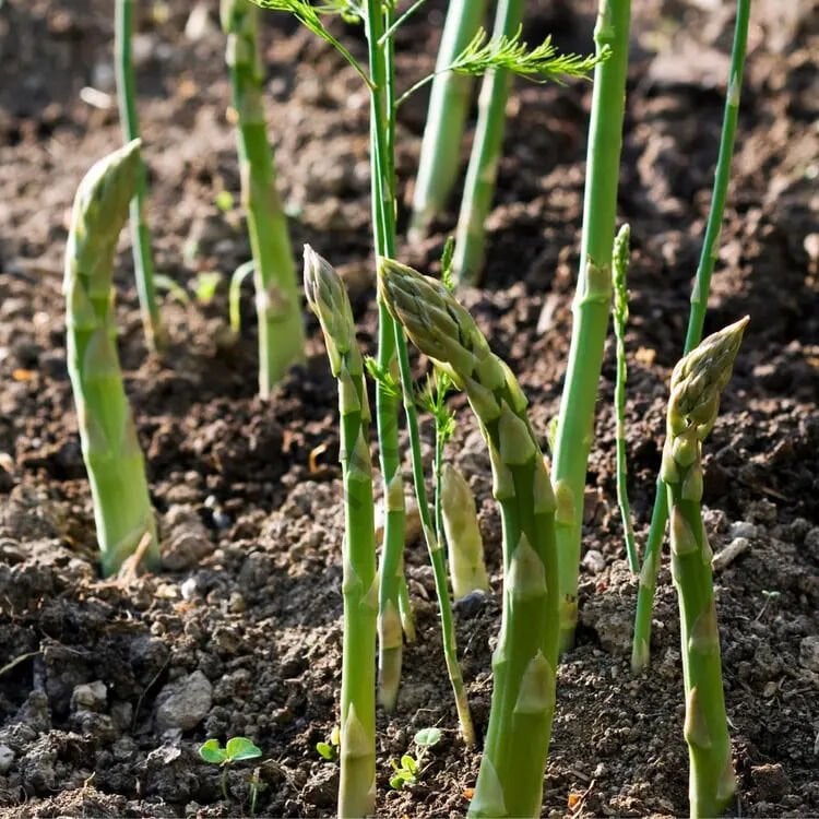 Kuşkonmaz (Asparagus) Tohumu (50 Tohum)