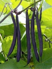 Oturak Siyah Taze Fasulye Tohumu (10 Tohum)