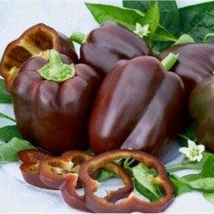 California Biberi Tohumu (100 Tohum)