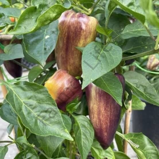Paprika Violet Biber Fidesi 6 Adet