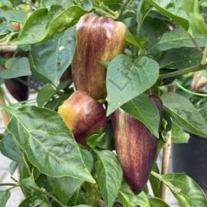Paprika Violet Biber Fidesi 6 Adet