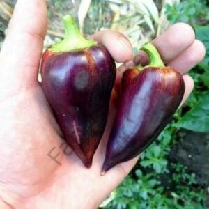 Paprika Violet Biber Fidesi 6 Adet