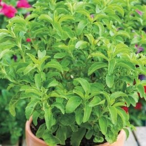 Stevia Şeker Otu Fidesi 6 Adet