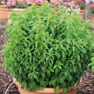 Stevia Şeker Otu Fidesi 6 Adet