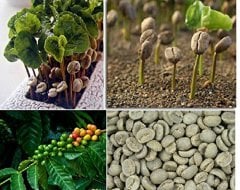 10 Adet Saksılık Kahve Ağacı Tohumu
