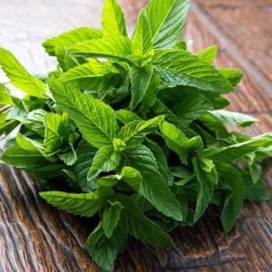 Zencefil Kokulu Nane Fidesi 6 Adet