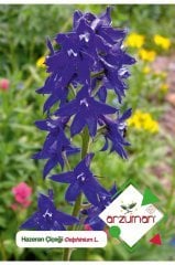 Hazeran (delphinium L.) Çiçek Tohumu 30 Adet