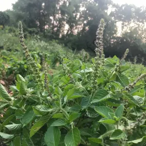 Tulsi Fesleğen Fidesi 6 Adet