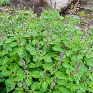 Tulsi Fesleğen Fidesi 6 Adet