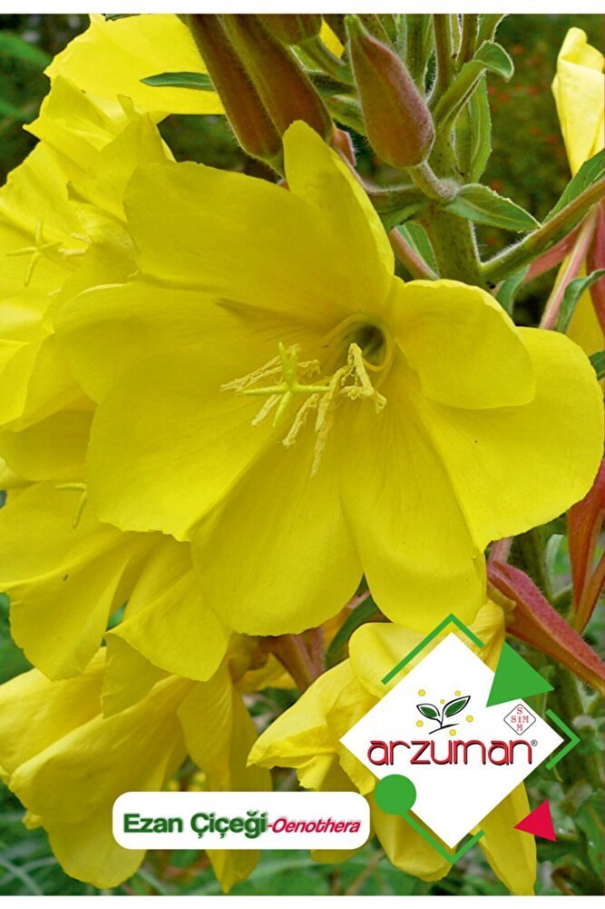 Ezan Çiçeği (oenothera) Çiçek Tohumu 100 Adet