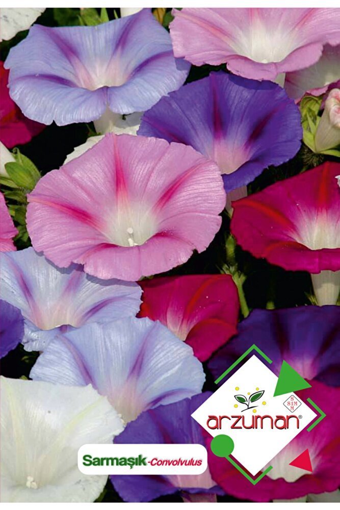 Sarmaşık (convolvulus) Çiçek Tohumu 50 Adet