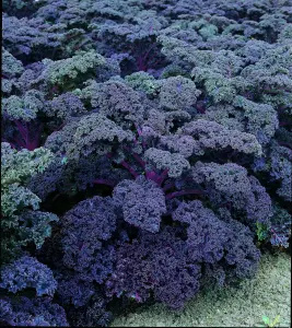 Mor Kıvırcık Lahana (Kale) Tohumu (20 Tohum)