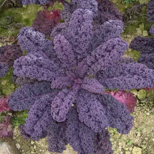 Mor Kıvırcık Lahana (Kale) Tohumu (20 Tohum)