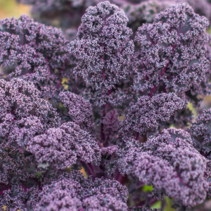 Mor Kıvırcık Lahana (Kale) Tohumu (20 Tohum)