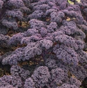 Mor Kıvırcık Lahana (Kale) Tohumu (20 Tohum)