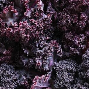 Mor Kıvırcık Lahana (Kale) Tohumu (20 Tohum)
