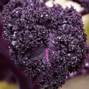 Mor Kıvırcık Lahana (Kale) Tohumu (20 Tohum)