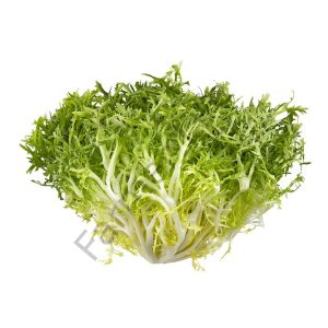 Rhodos Endive Tohumu (30 Tohum)