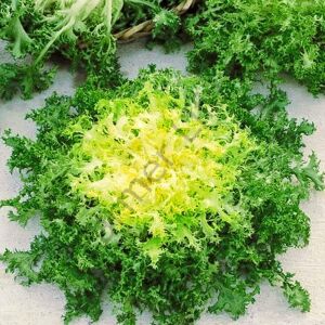Rhodos Endive Tohumu (30 Tohum)