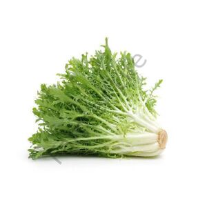Rhodos Endive Tohumu (30 Tohum)