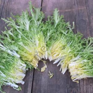 Rhodos Endive Tohumu (30 Tohum)