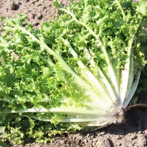 Rhodos Endive Tohumu (30 Tohum)