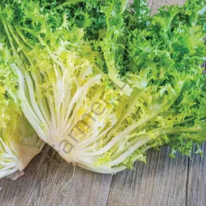 Rhodos Endive Tohumu (30 Tohum)
