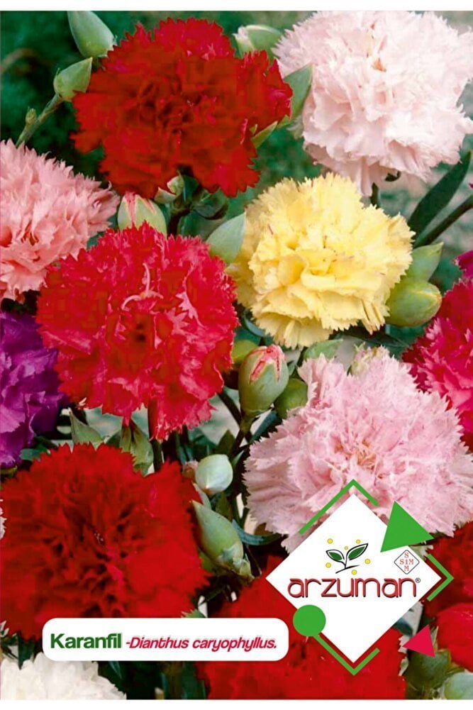 Karanfil (dianthus Caryophyllus) Çiçek Tohumu 100 Adet