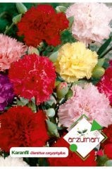 Karanfil (dianthus Caryophyllus) Çiçek Tohumu 100 Adet