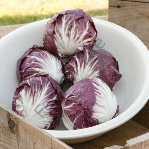 Radicchio Rosso Kırmızı Hindiba Tohumu (30 Tohum)