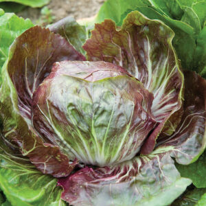 Radicchio Rosso Kırmızı Hindiba Tohumu (30 Tohum)