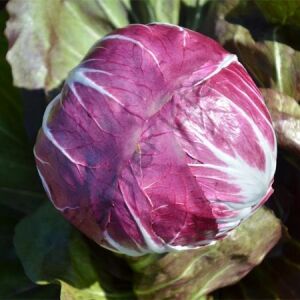 Radicchio Rosso Kırmızı Hindiba Tohumu (30 Tohum)