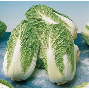 Çin Lahanası Tohumu (30 Tohum)