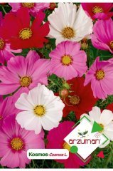 Kosmos (cosmos L.) Çiçek Tohumu