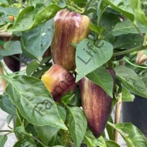 Paprika Violet Biber Tohumu (10 Tohum)