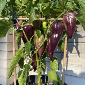 Paprika Violet Biber Tohumu (10 Tohum)