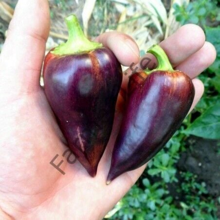Paprika Violet Biber Tohumu (10 Tohum)