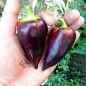 Paprika Violet Biber Tohumu (10 Tohum)