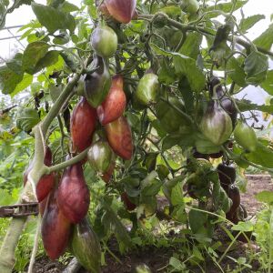 Antho Pink Panther Domates Tohumu (10 Tohum)