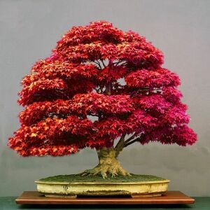 Acer Palmatum Akçaağaç Bonsai Tohumu