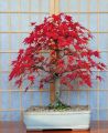 Acer Palmatum Akçaağaç Bonsai Tohumu