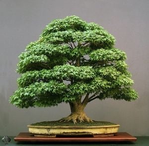 Japon Akçaağaç Bonsai Tohumu